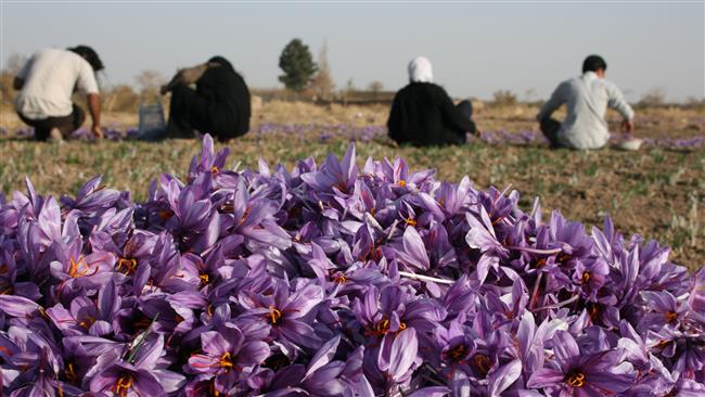 Photo of Iran establishes saffron bank